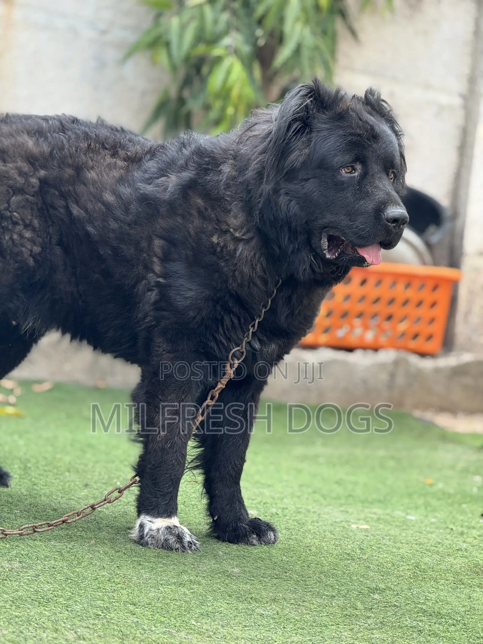 1+ year Male Purebred Caucasian Shepherd