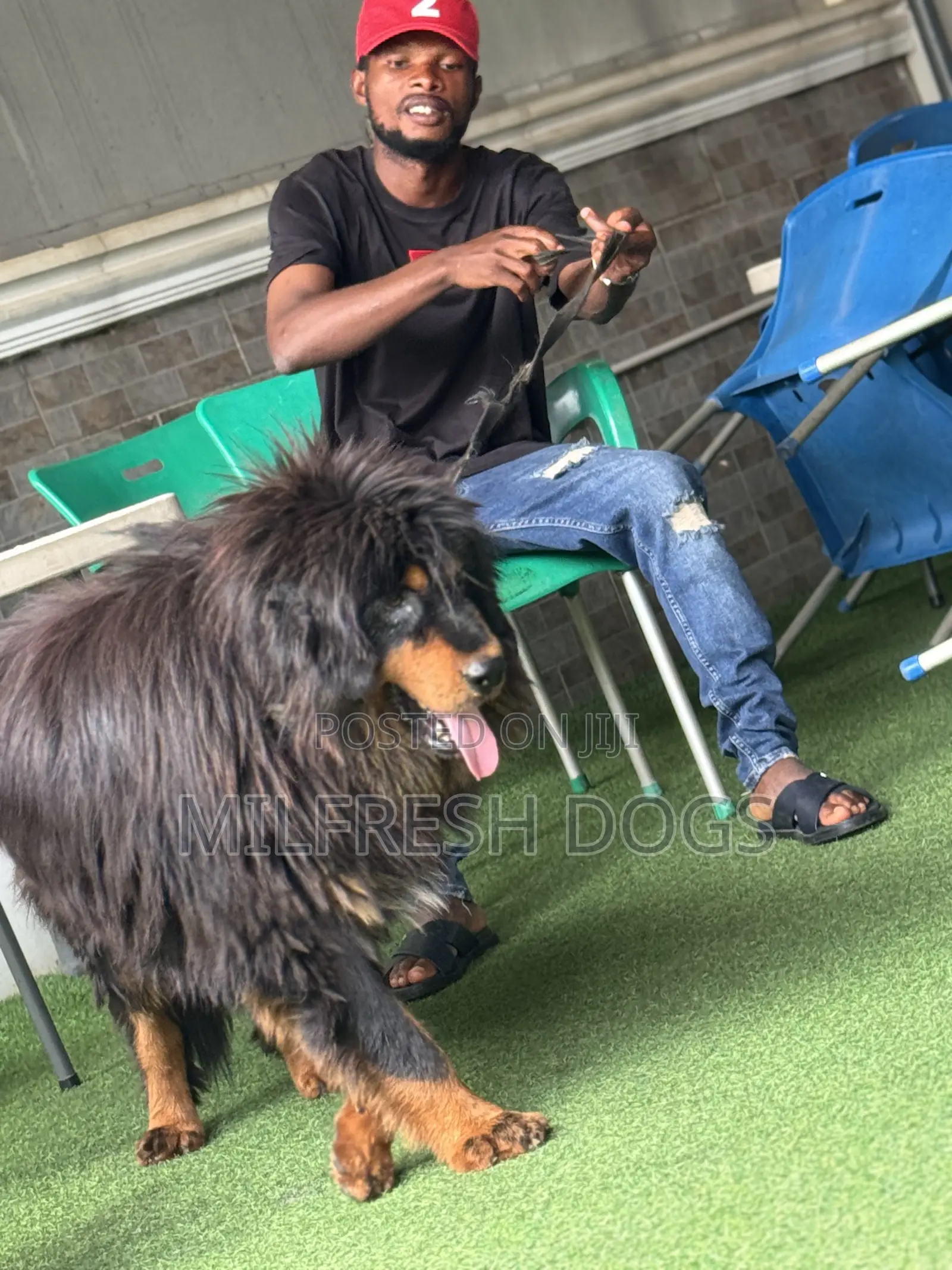 1+ year Female Purebred Tibetan Mastiff