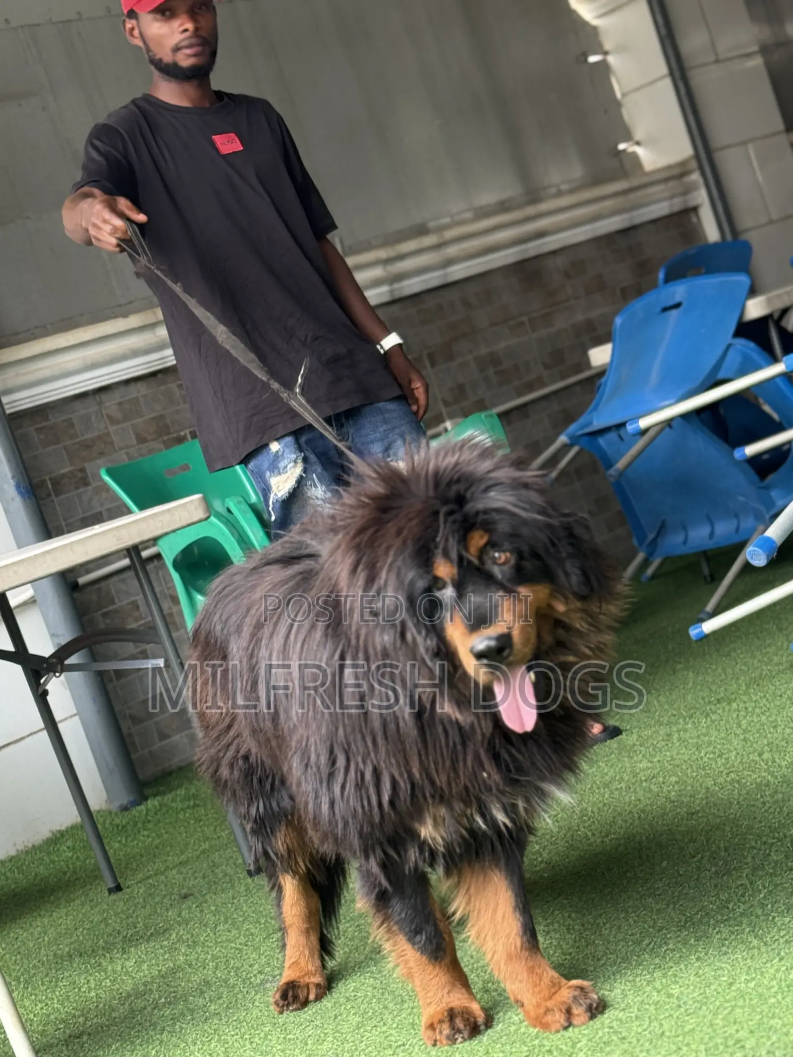 1+ year Female Purebred Tibetan Mastiff