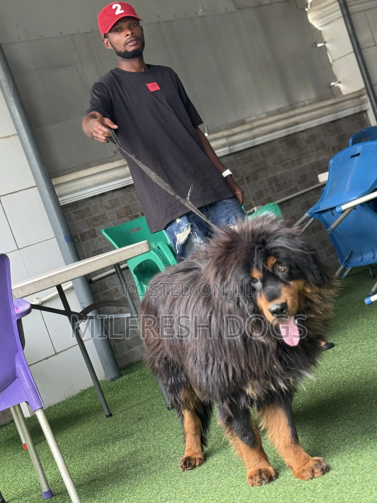 1+ year Female Purebred Tibetan Mastiff