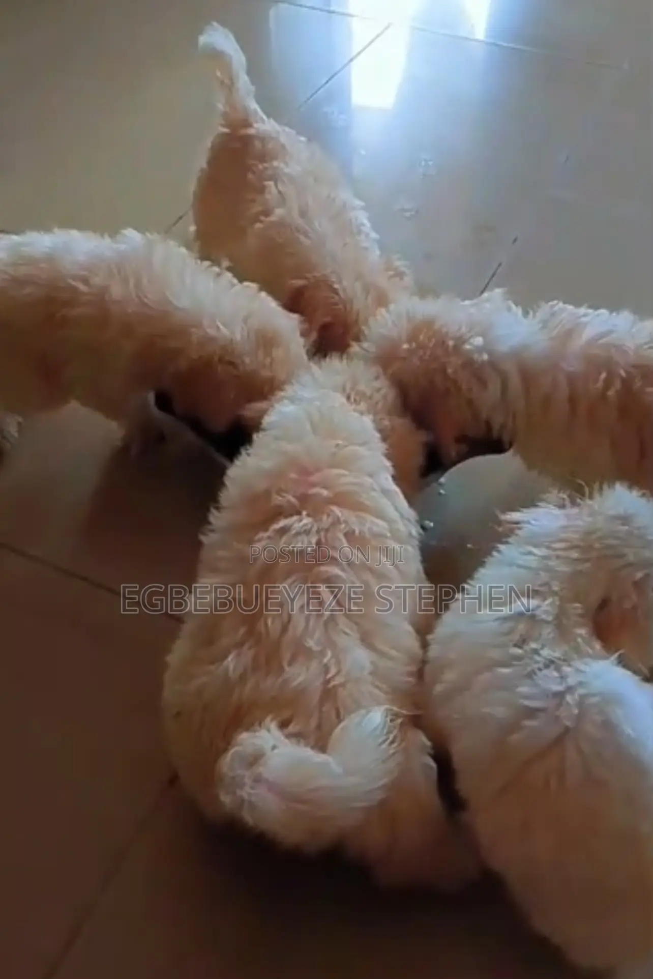1-3 months Male Purebred Lhasa Apso