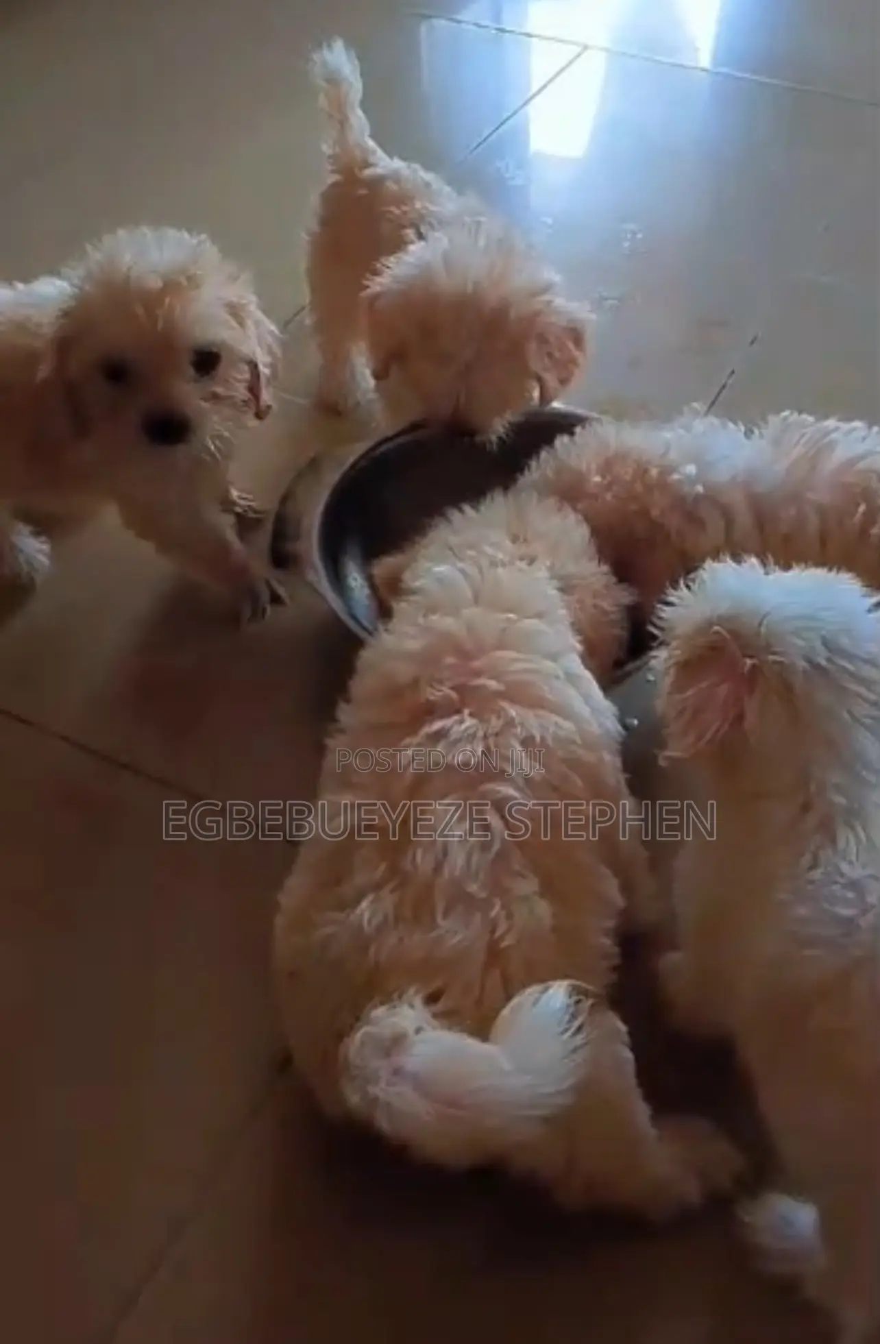 1-3 months Male Purebred Lhasa Apso