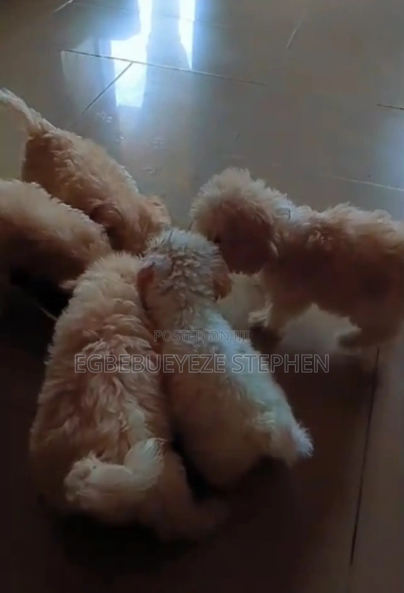 1-3 months Male Purebred Lhasa Apso