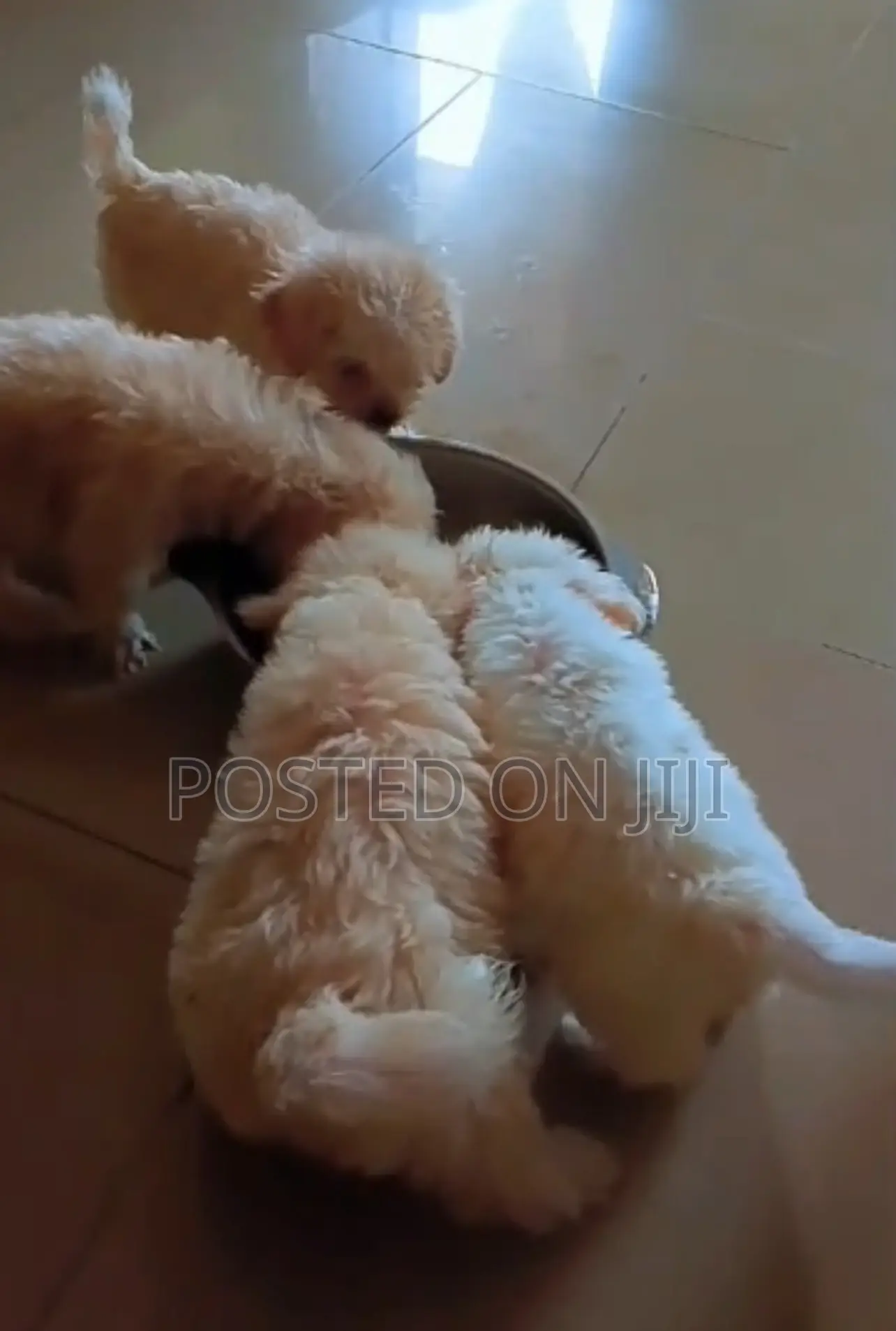 1-3 months Female Purebred Lhasa Apso