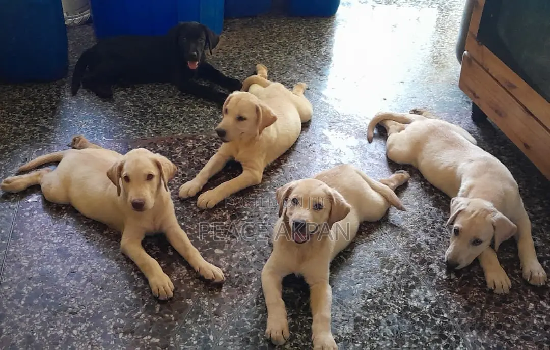 3-6 months Female Purebred Labrador Retriever