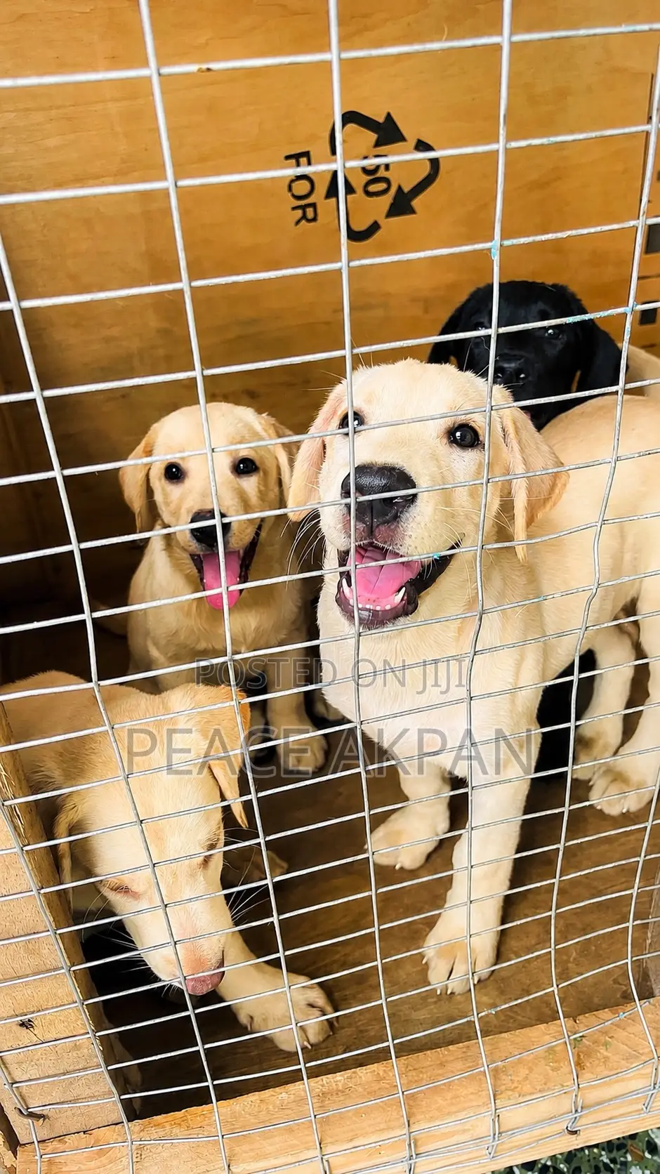 3-6 months Female Purebred Labrador Retriever