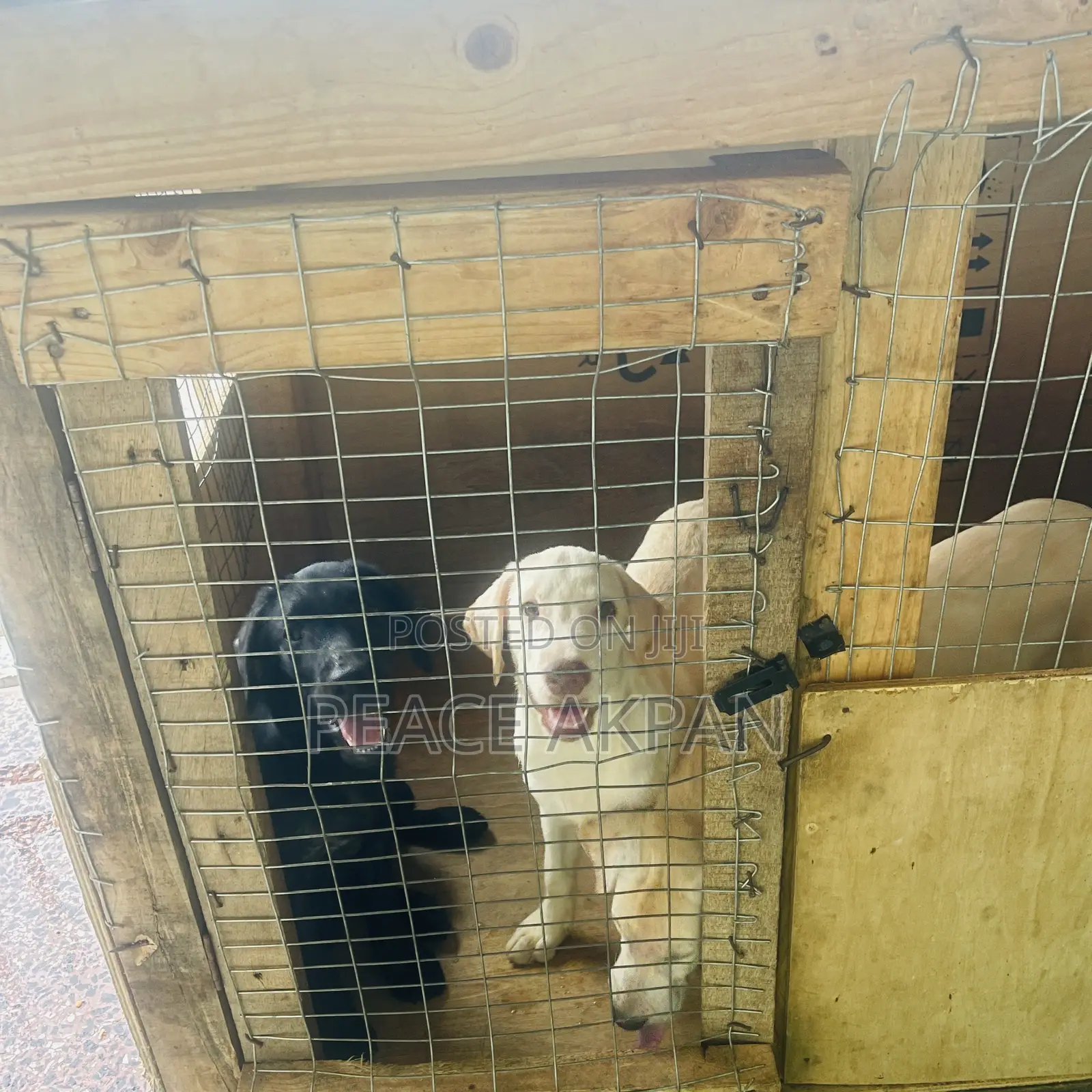 3-6 months Female Purebred Labrador Retriever