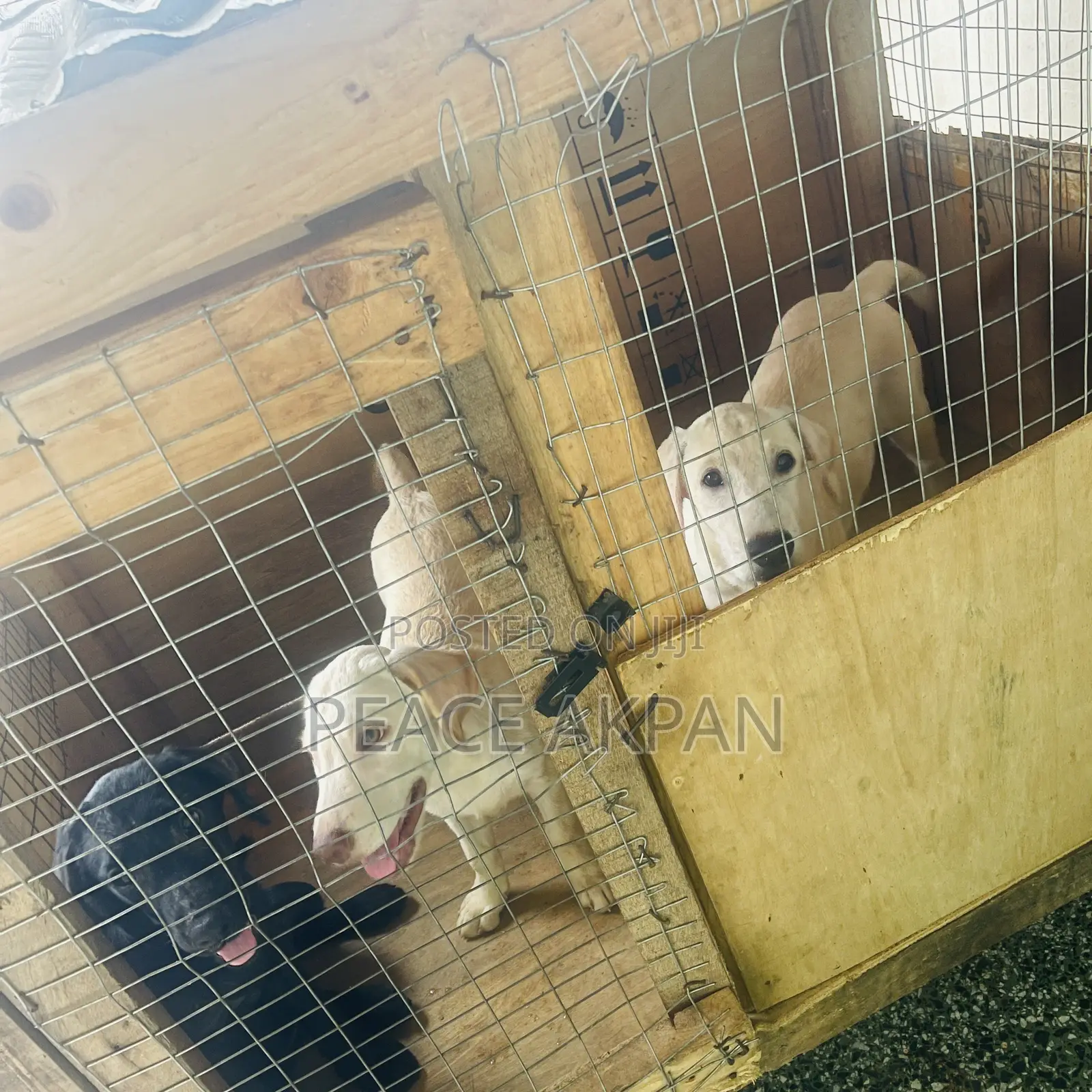 3-6 months Female Purebred Labrador Retriever