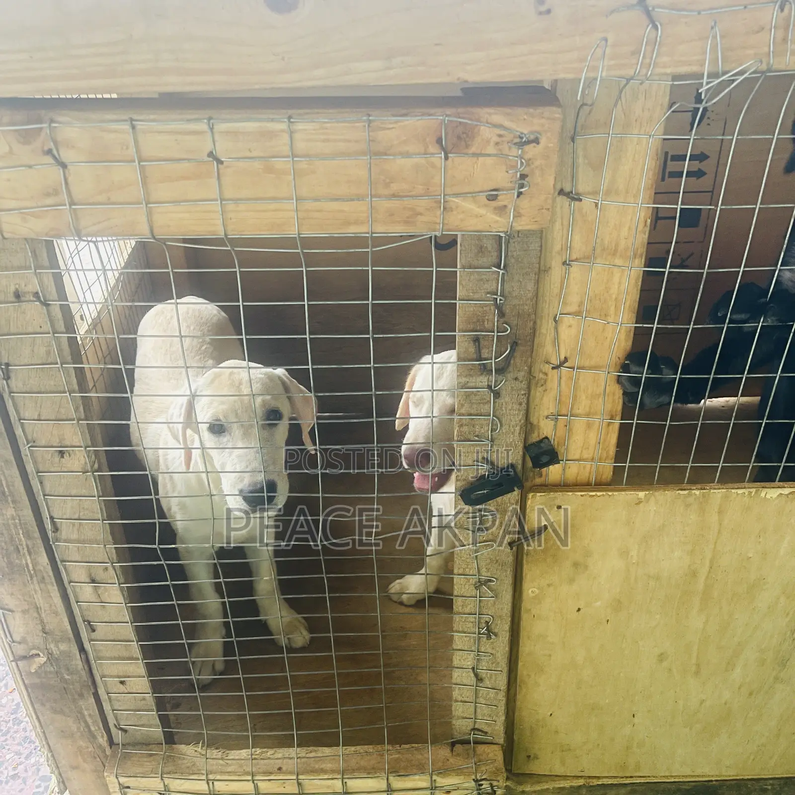 3-6 months Female Purebred Labrador Retriever