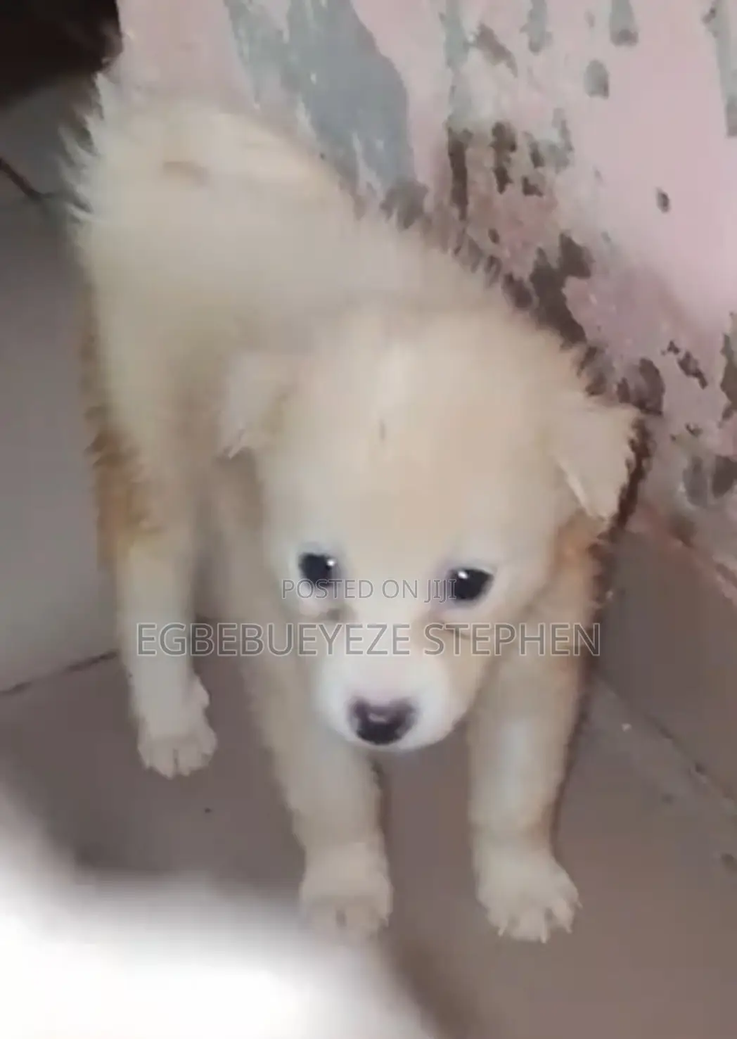 1-3 months Male Purebred American Eskimo