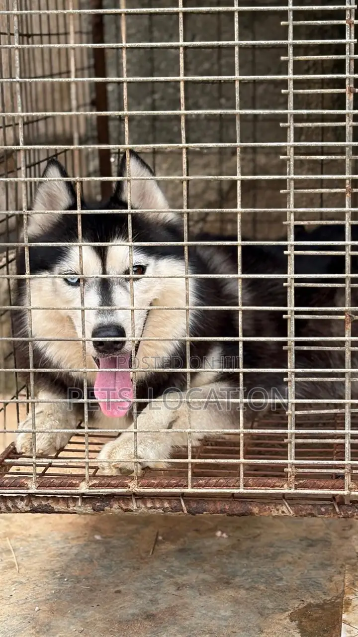 1+ year Female Purebred Siberian Husky
