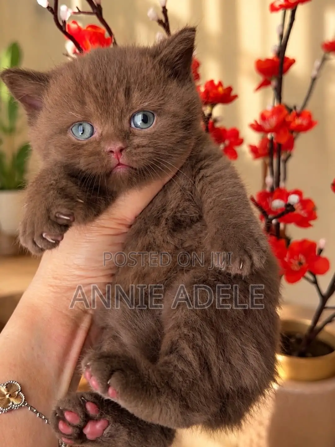 1-3 months Male Purebred British Shorthair