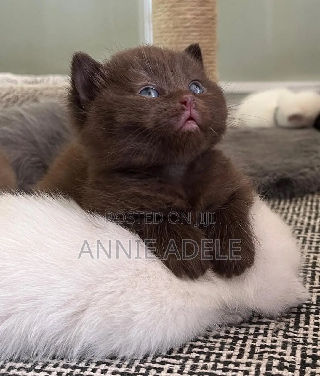1-3 months Male Purebred British Shorthair