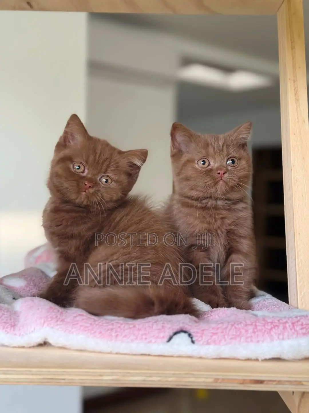1-3 months Male Purebred British Shorthair
