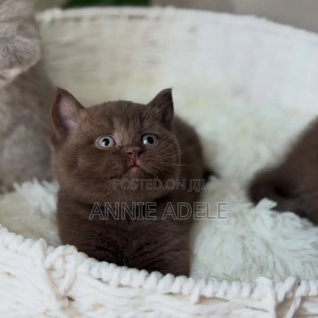 1-3 months Male Purebred British Shorthair
