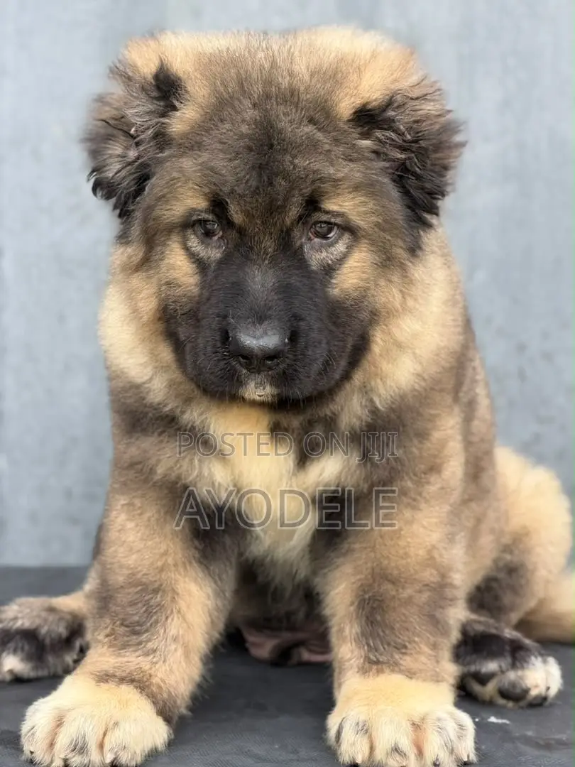 1-3 months Male Purebred Caucasian Shepherd