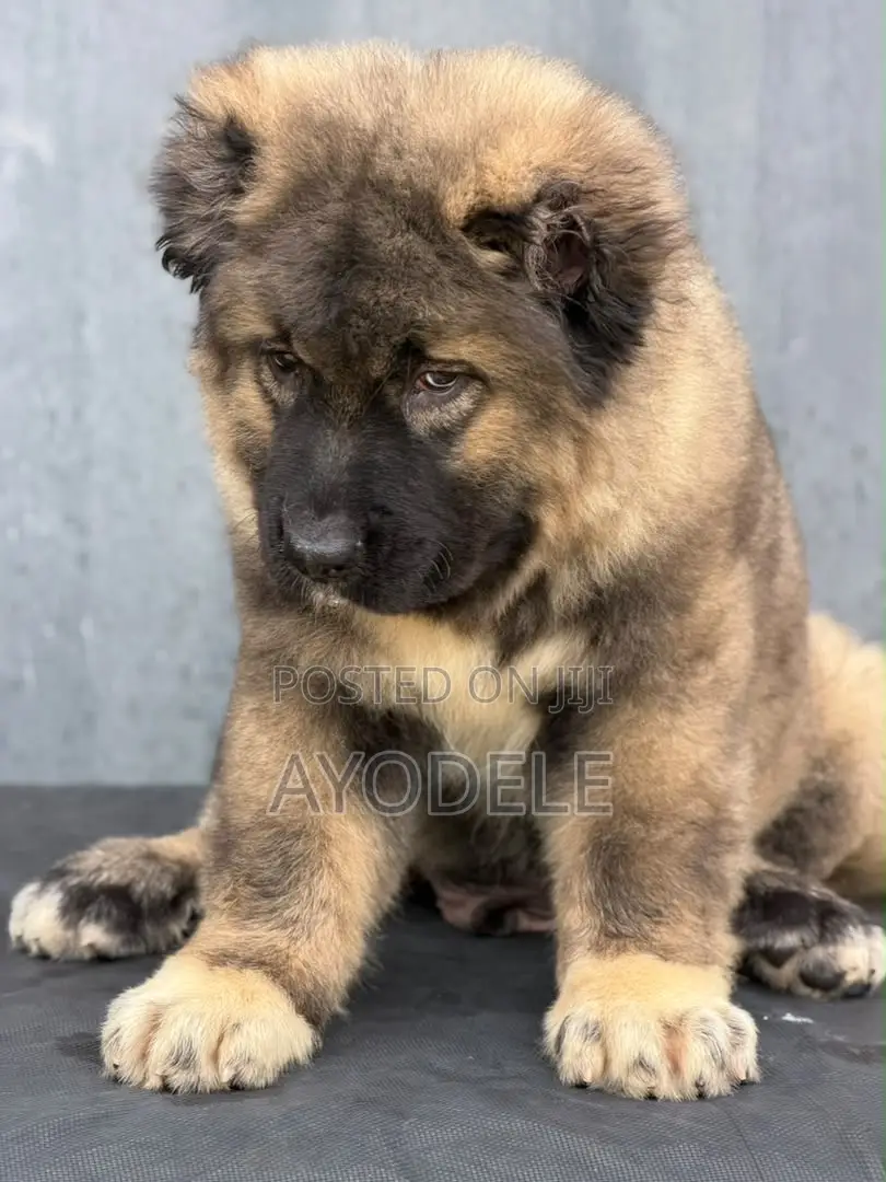 1-3 months Male Purebred Caucasian Shepherd