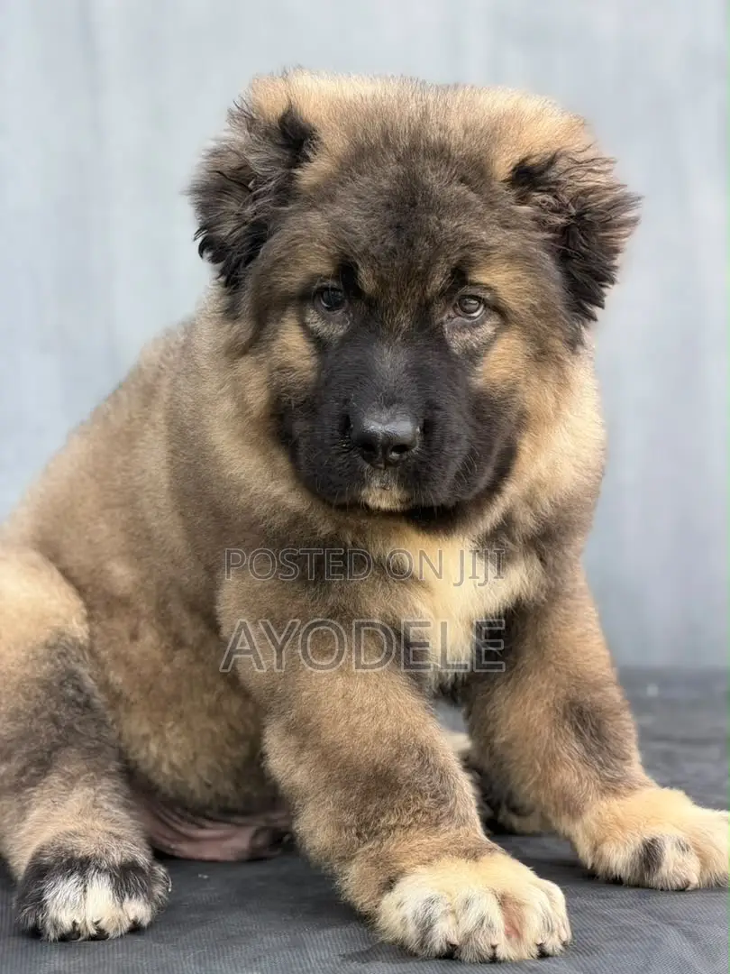 1-3 months Male Purebred Caucasian Shepherd