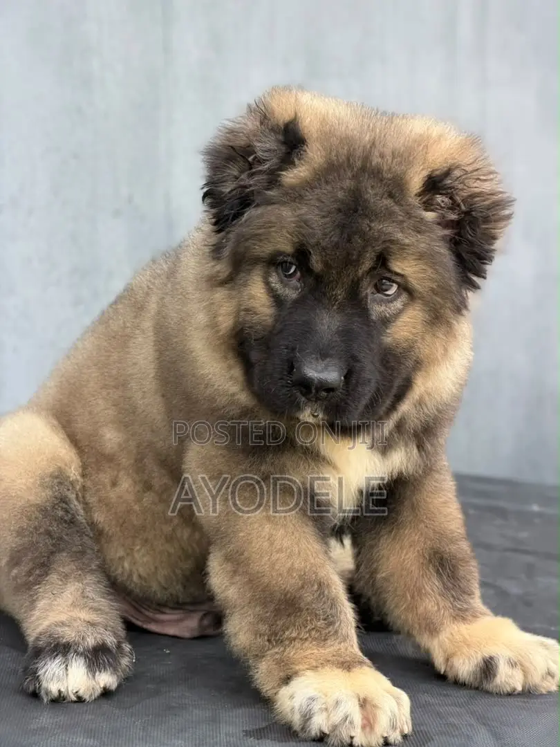 1-3 months Male Purebred Caucasian Shepherd
