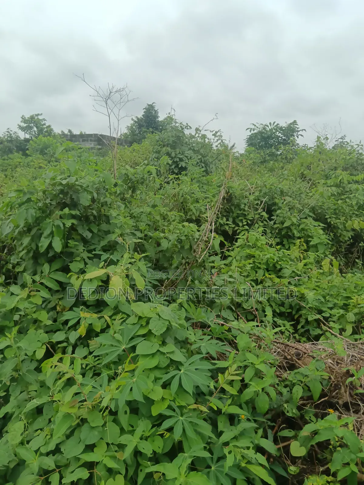 Odegiri Land With Deed of Assignment and Survey