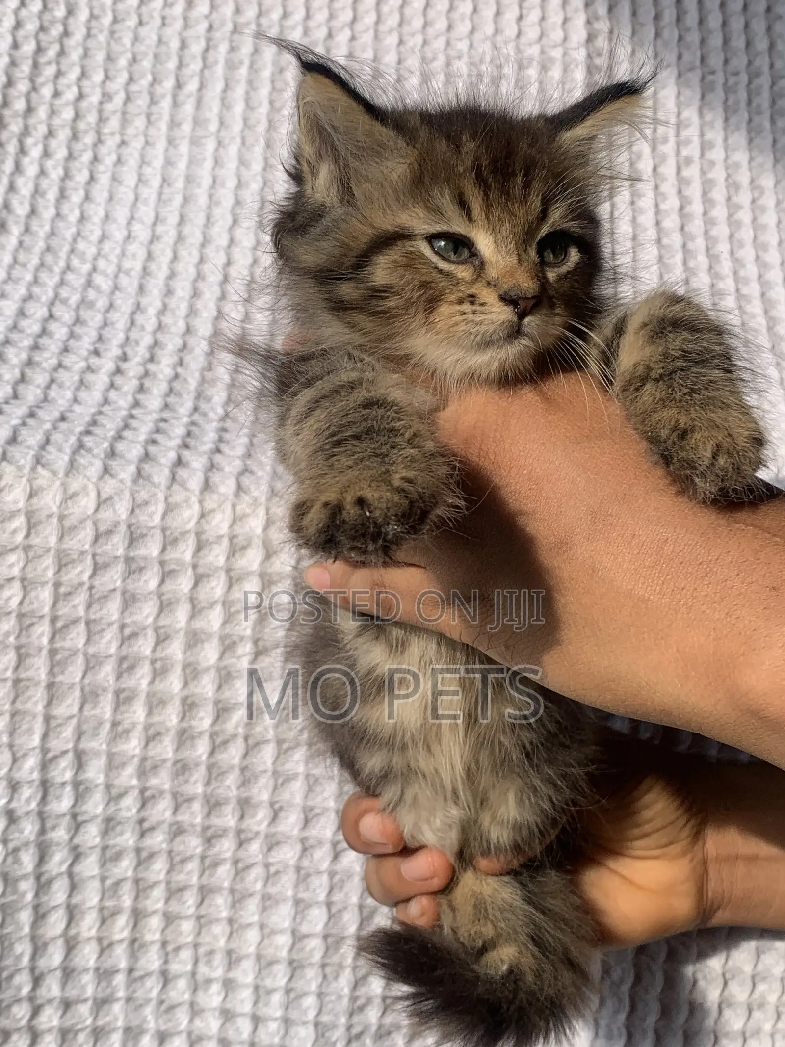 1-3 months Male Purebred Maine Coon