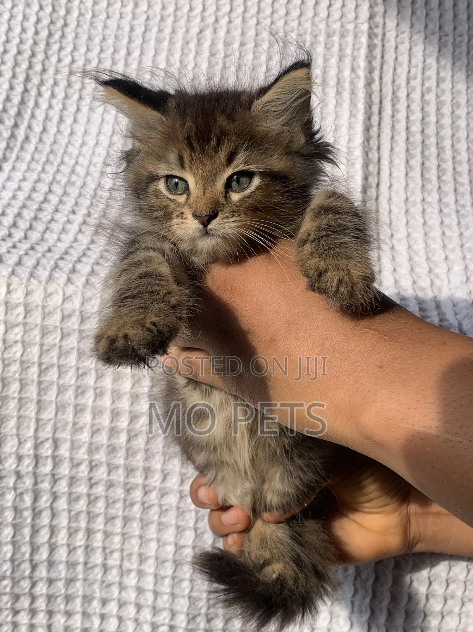 1-3 months Male Purebred Maine Coon