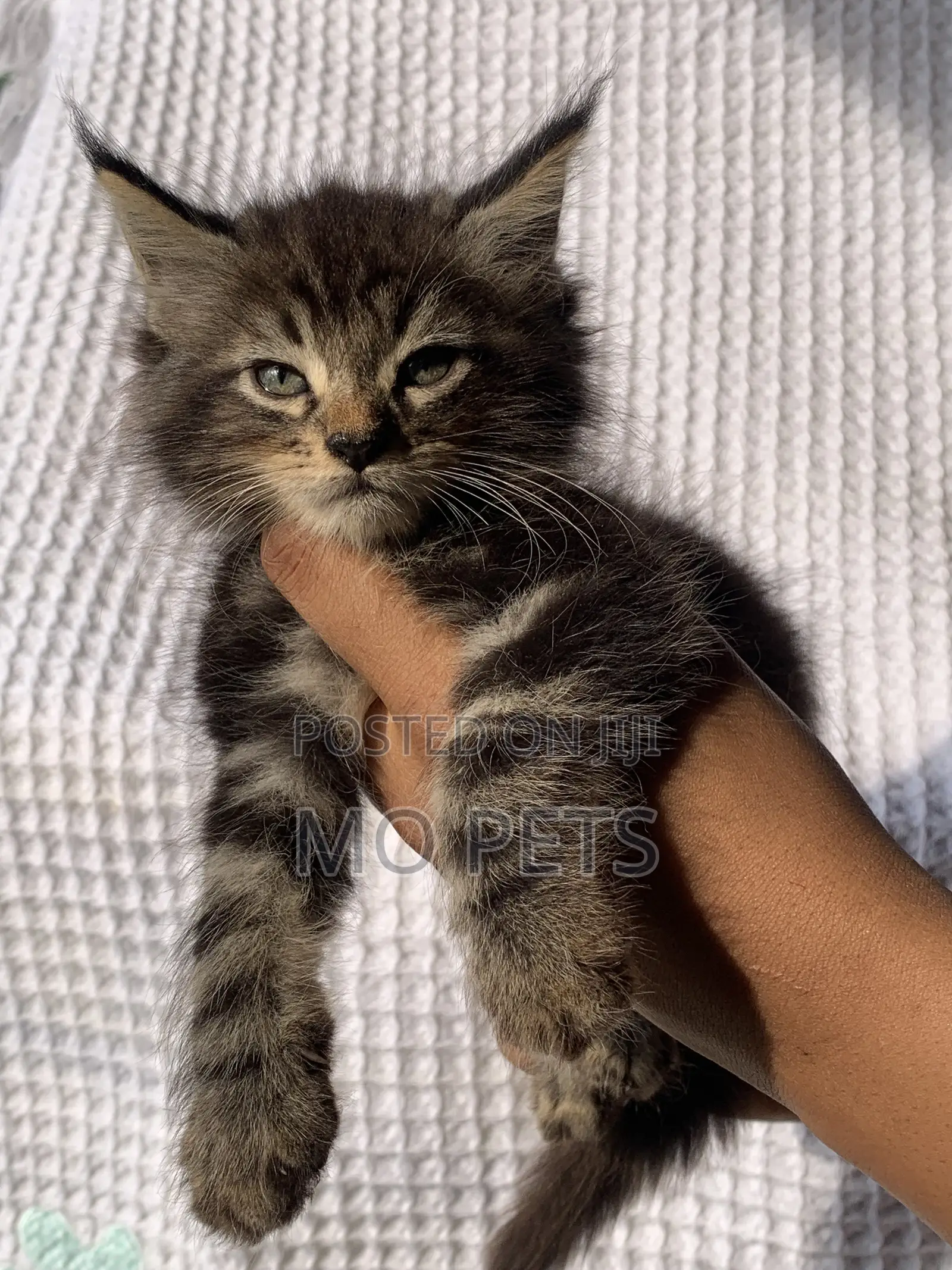 1-3 months Male Purebred Maine Coon