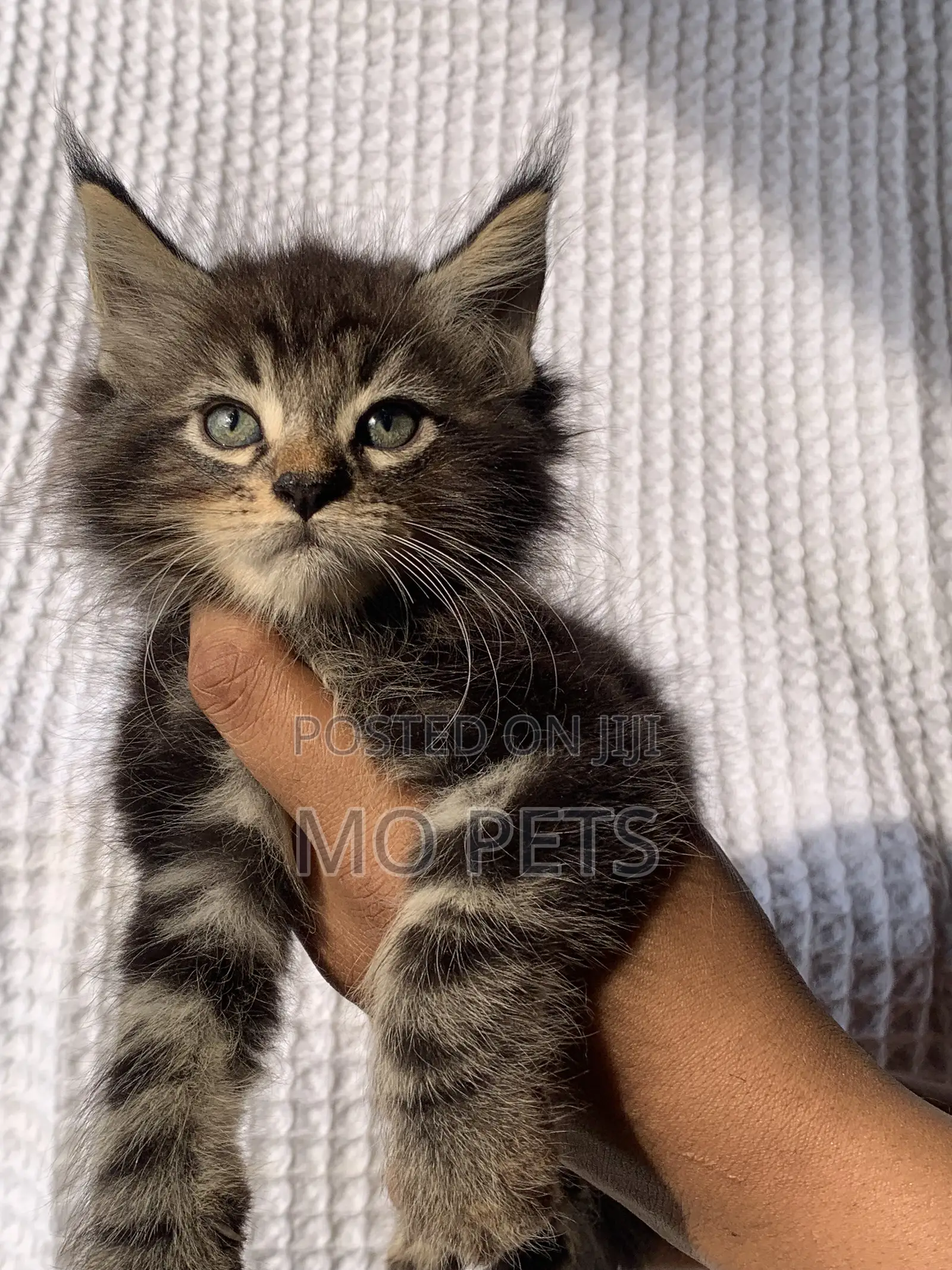 1-3 months Male Purebred Maine Coon