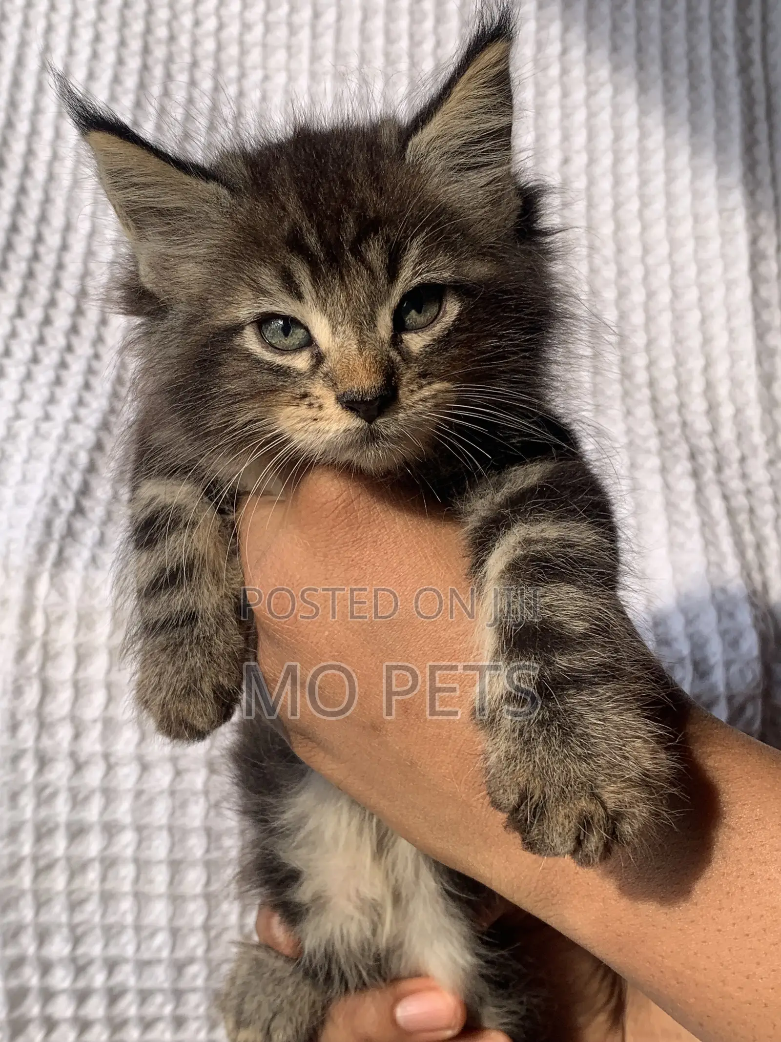 1-3 months Male Purebred Maine Coon