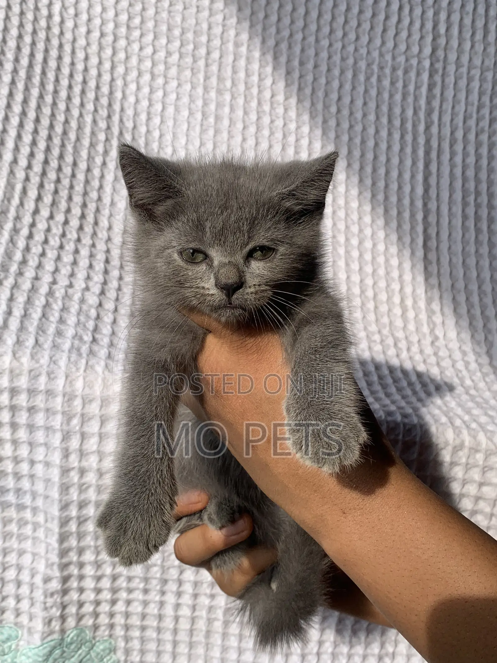 1-3 months Male Purebred British Shorthair