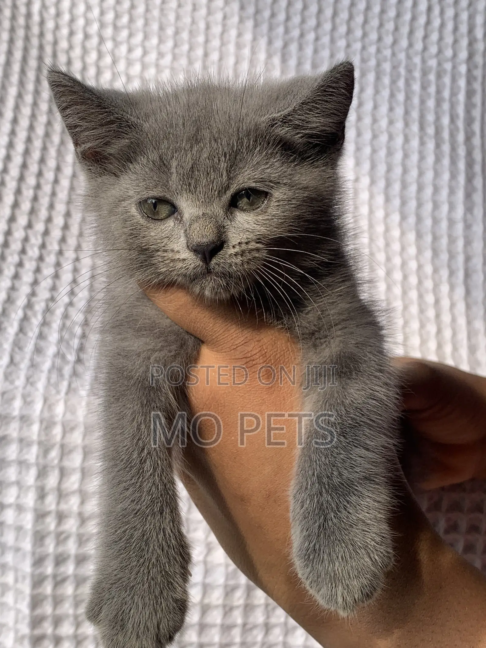 1-3 months Male Purebred British Shorthair