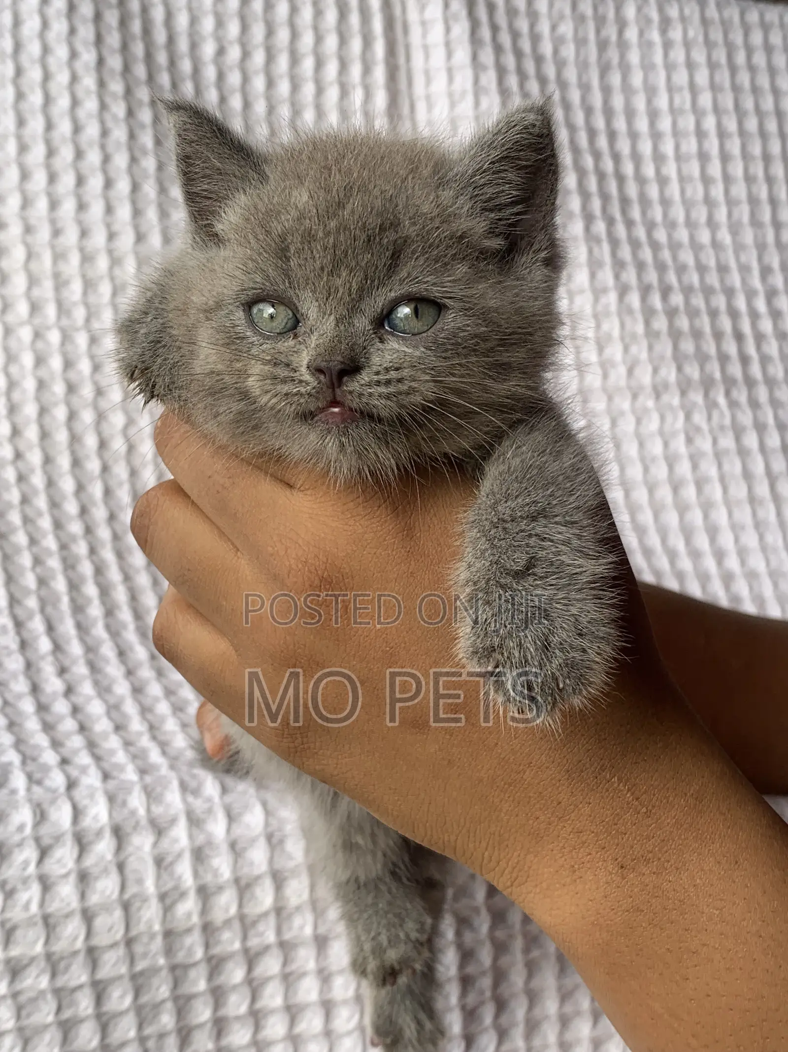1-3 months Male Purebred British Shorthair