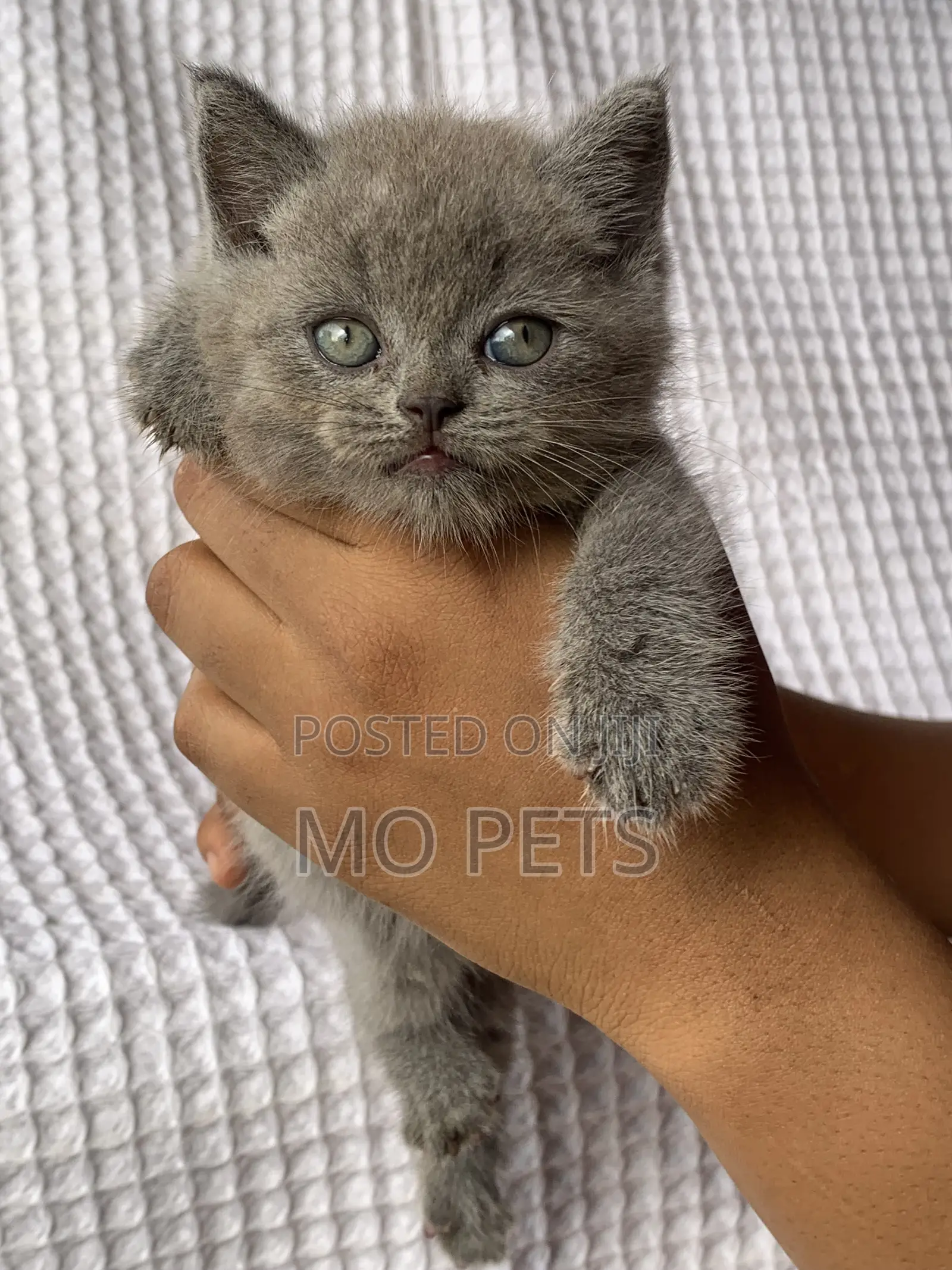 1-3 months Male Purebred British Shorthair