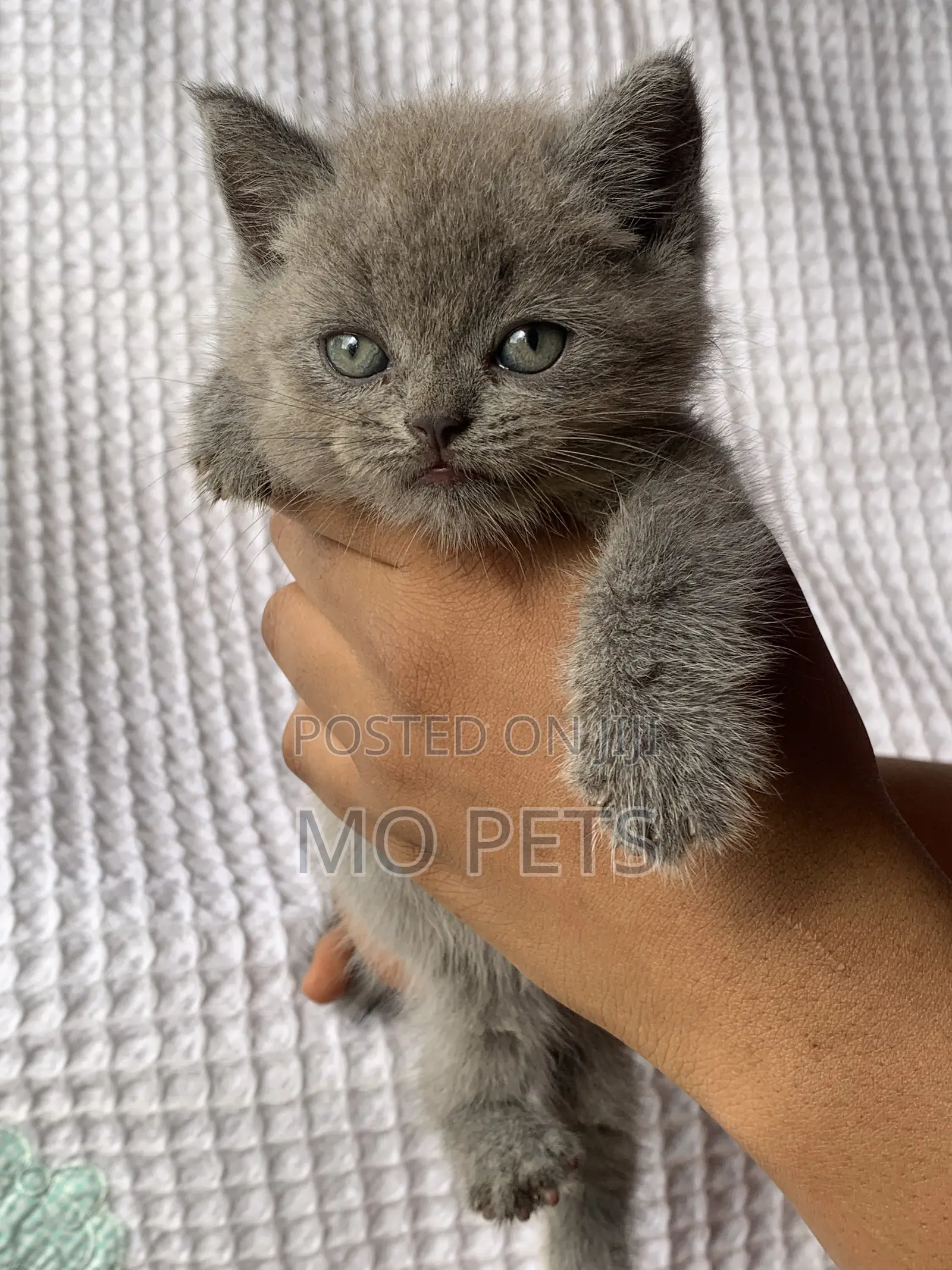 1-3 months Male Purebred British Shorthair