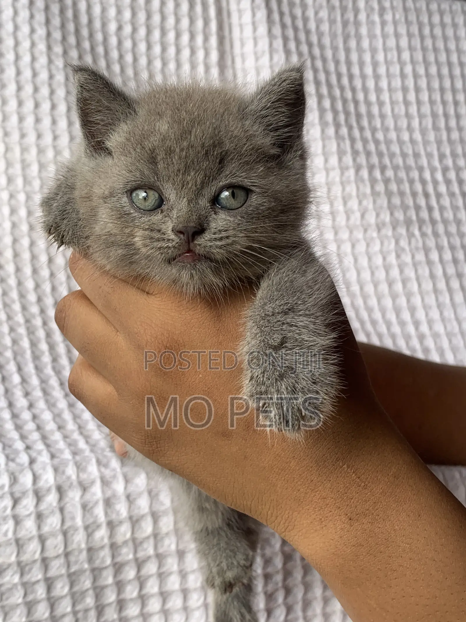 1-3 months Male Purebred British Shorthair