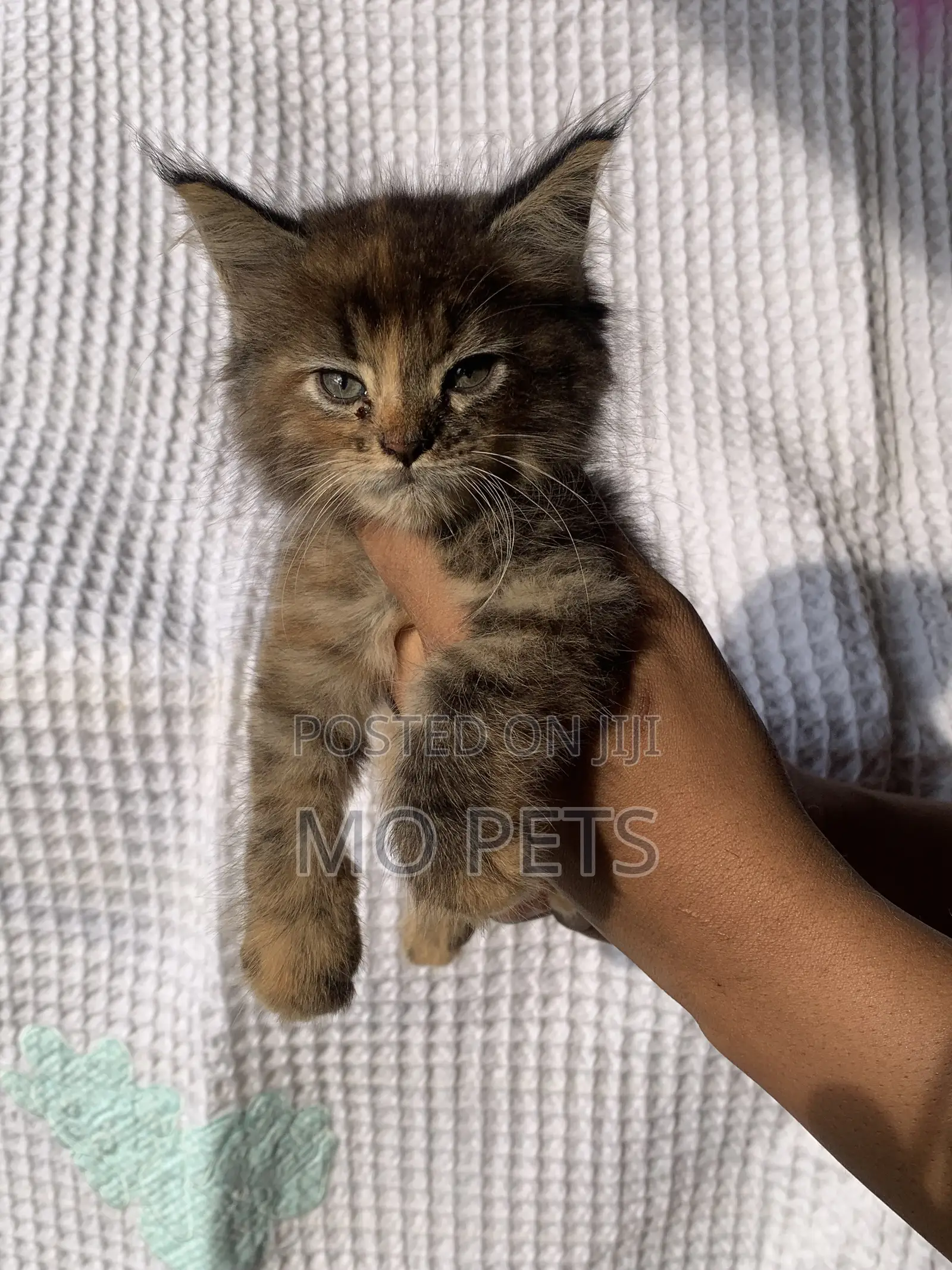 1-3 months Female Purebred Maine Coon