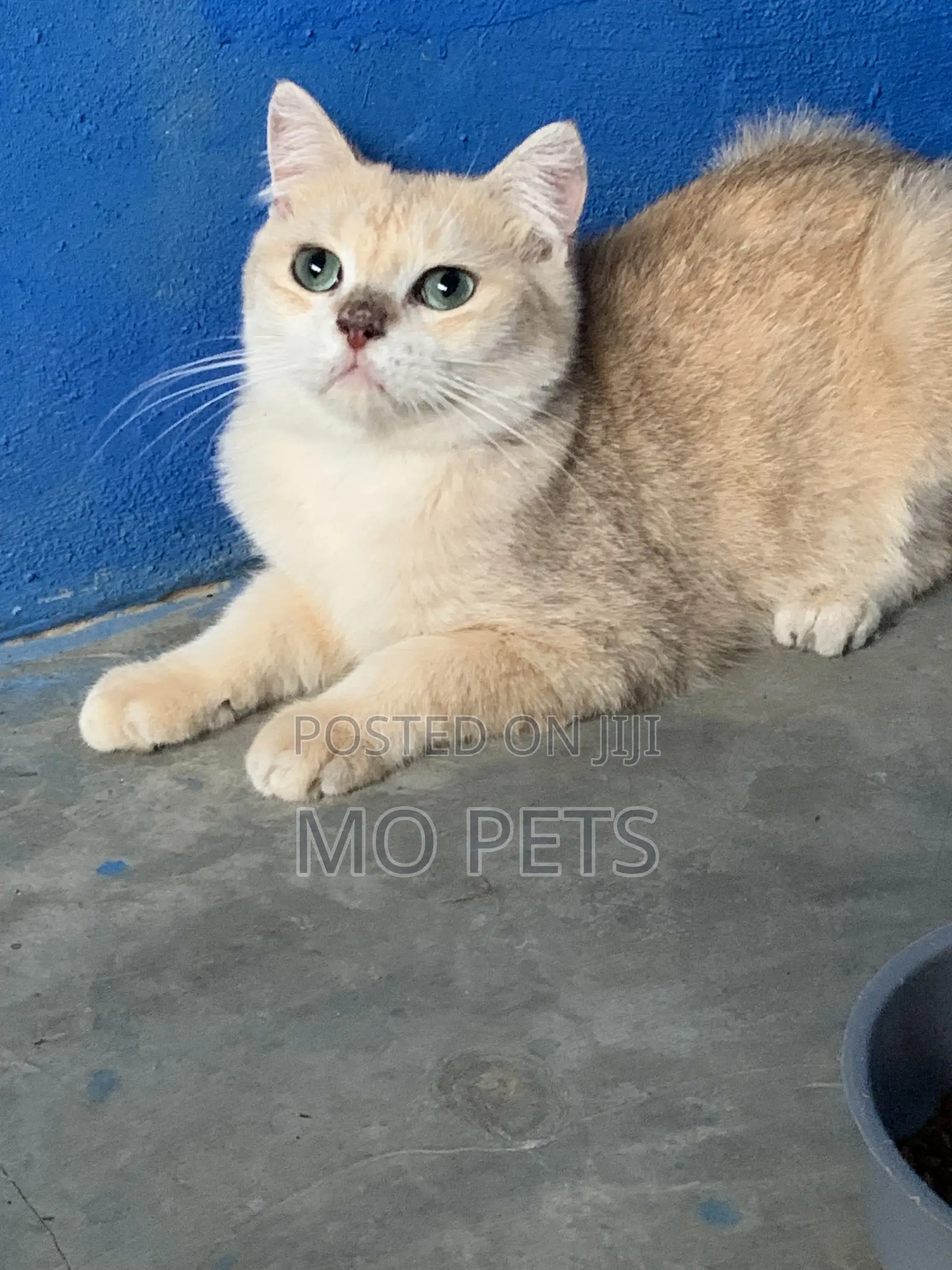 6-12 months Male Purebred British Shorthair