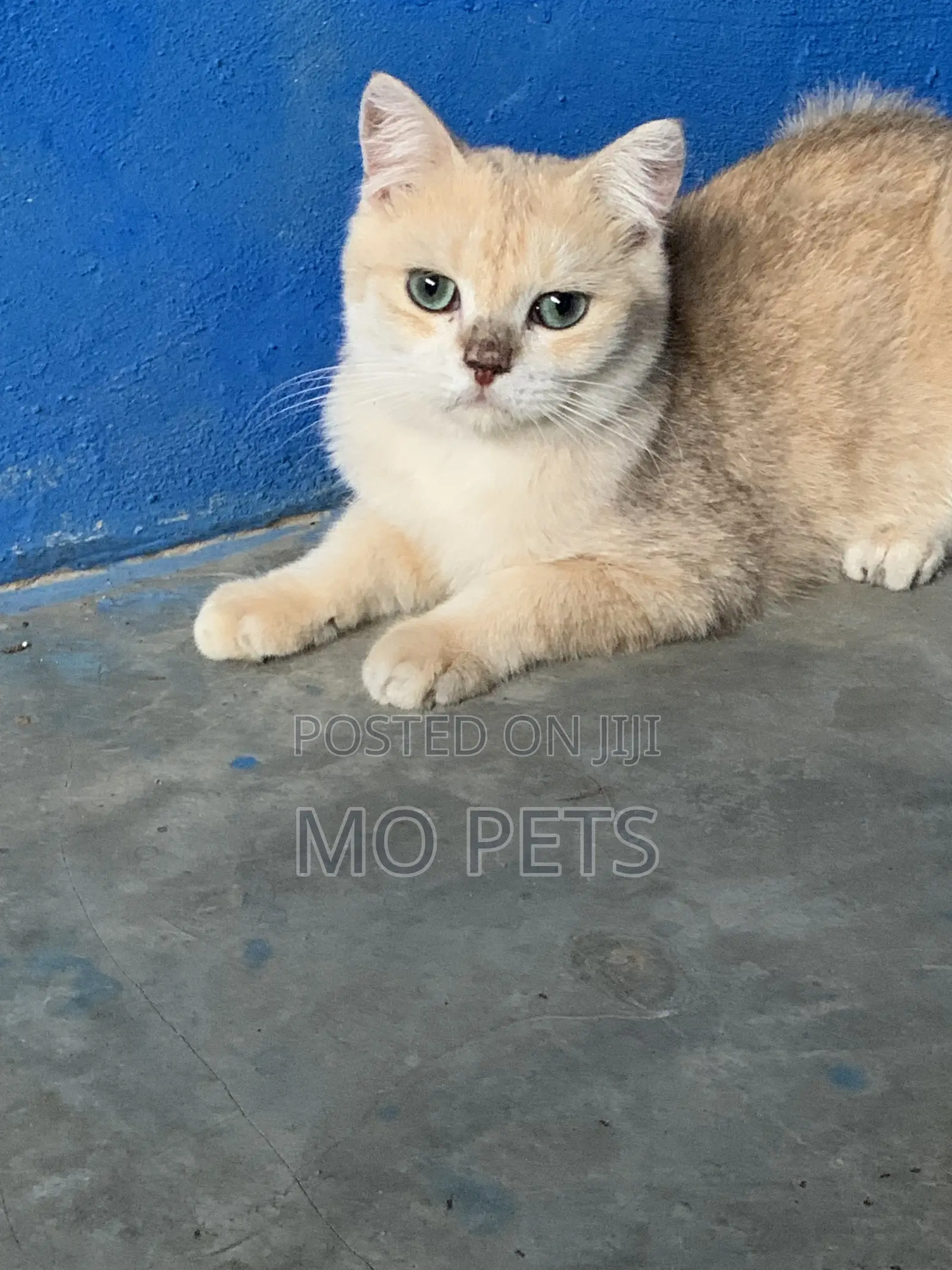 6-12 months Male Purebred British Shorthair