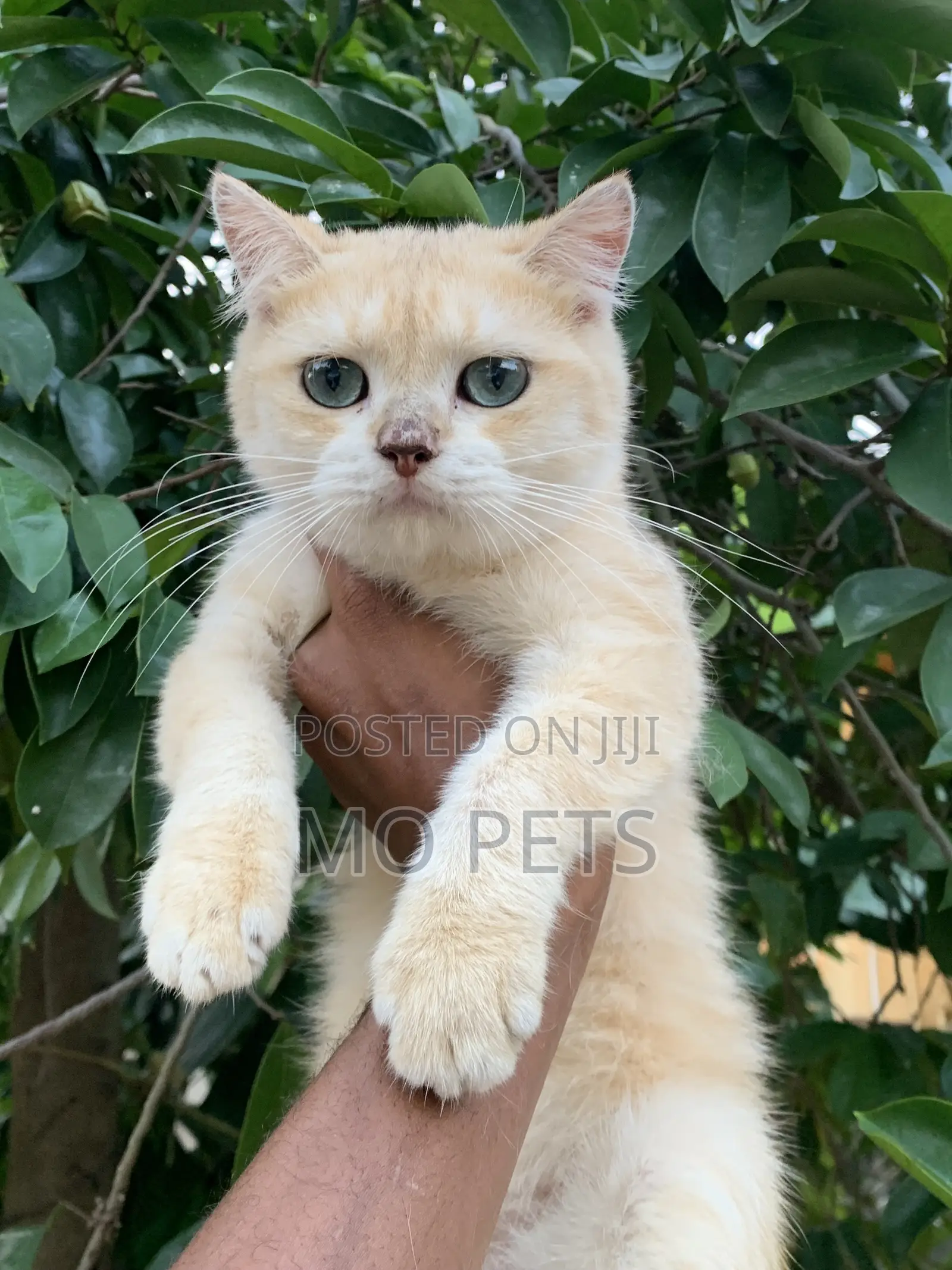 6-12 months Male Purebred British Shorthair