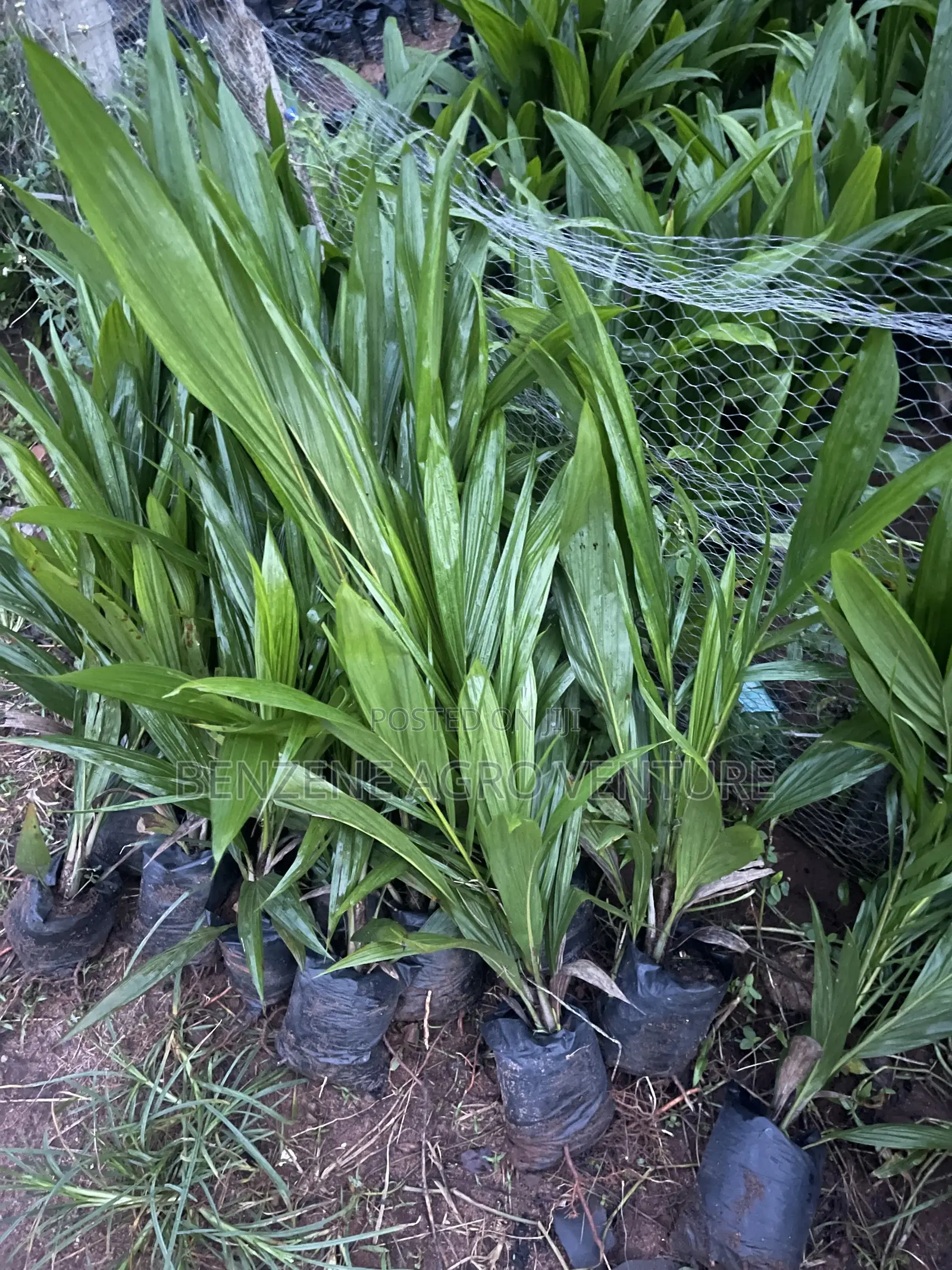Palm Seedling