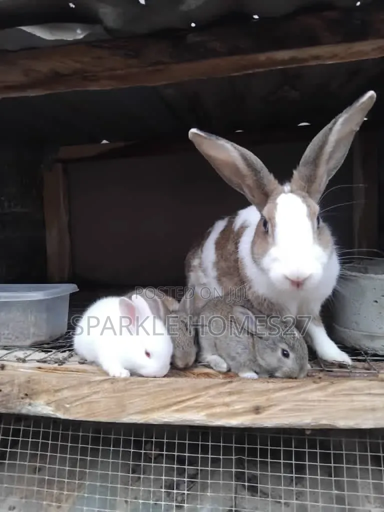 Quality Breeds of Rabbit, Good Stocks, Pet, Meat, Consultancy