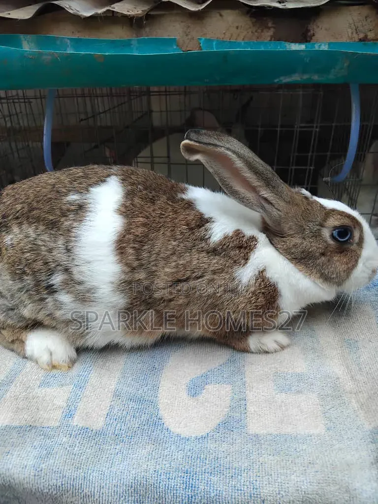 Quality Breeds of Rabbit, Good Stocks, Pet, Meat, Consultancy