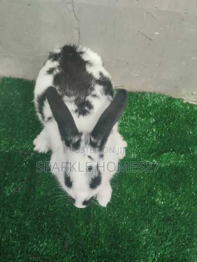 Quality Breeds of Rabbit, Good Stocks, Pet, Meat, Consultancy