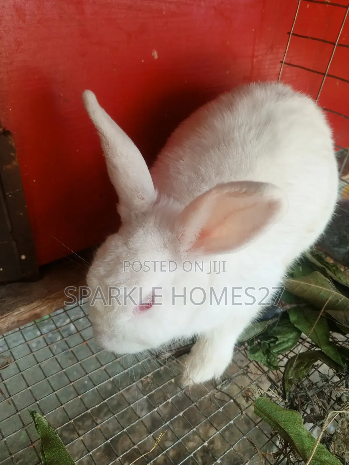 Quality Breeds of Rabbit, Good Stocks, Pet, Meat, Consultancy