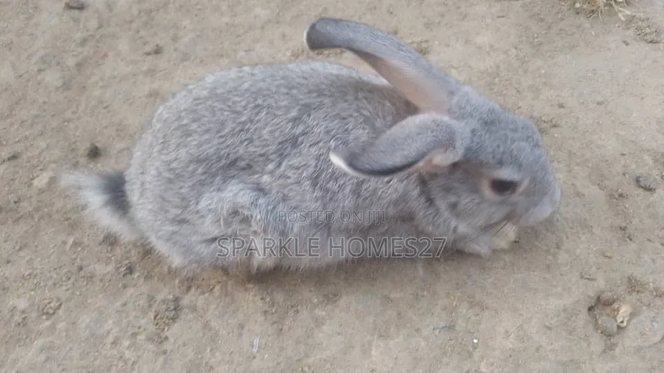 Quality Breeds of Rabbit, Good Stocks, Pet, Meat, Consultancy