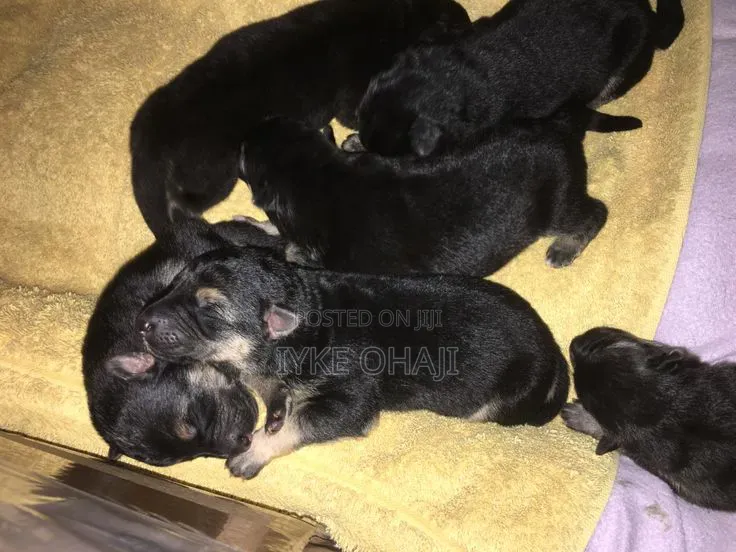 1-3 months Male Purebred German Shepherd