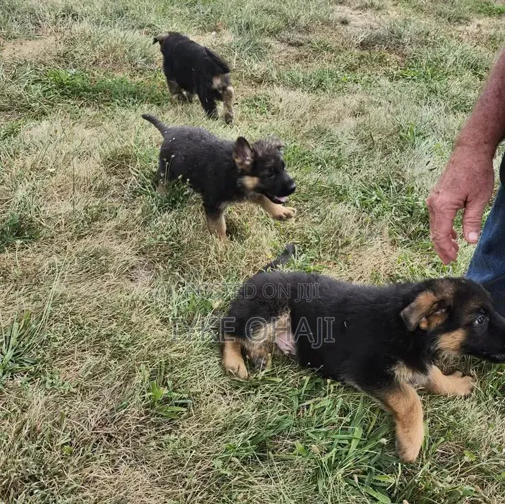 1-3 months Male Purebred German Shepherd