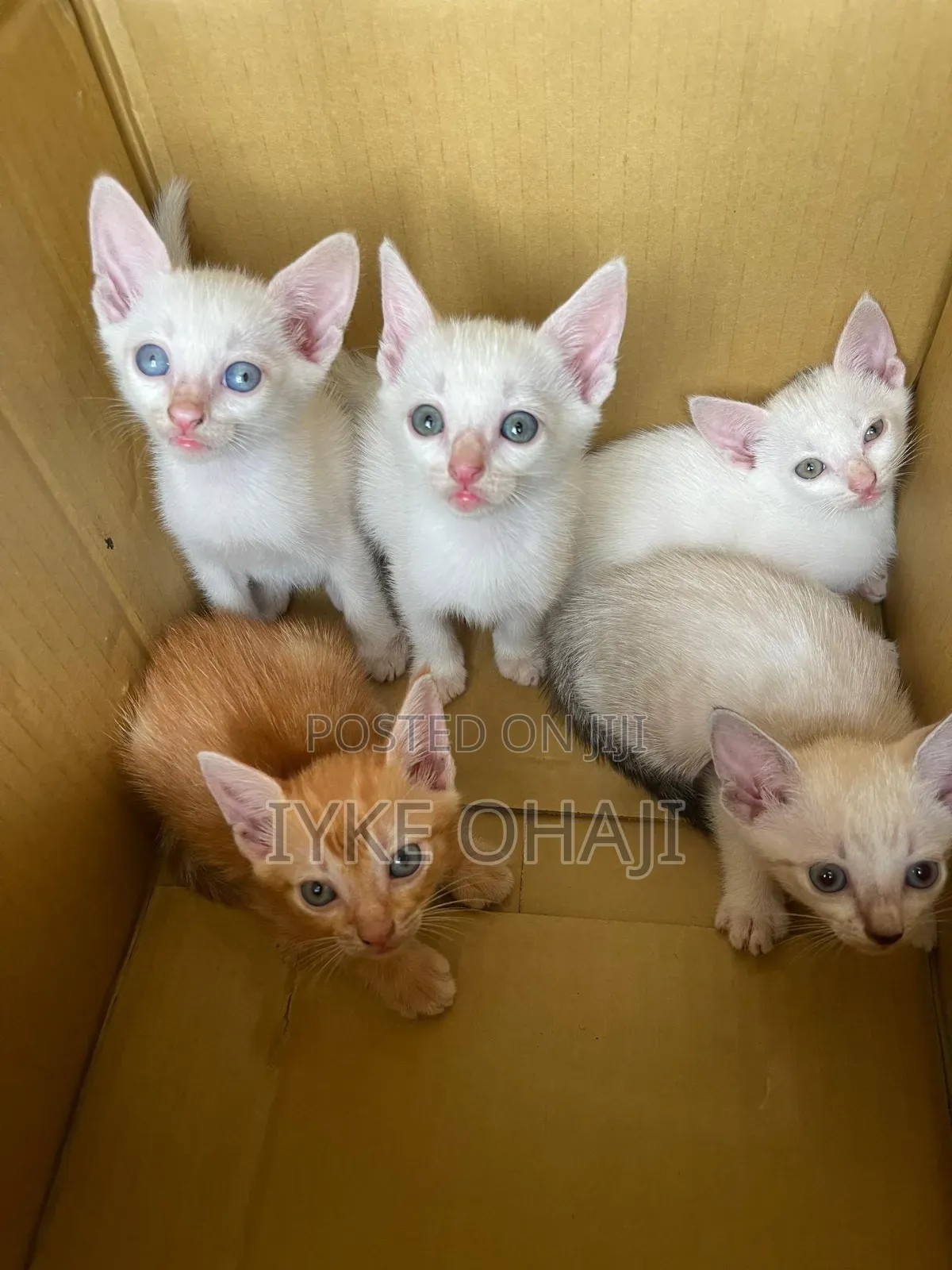 1-3 months Female Purebred American Shorthair