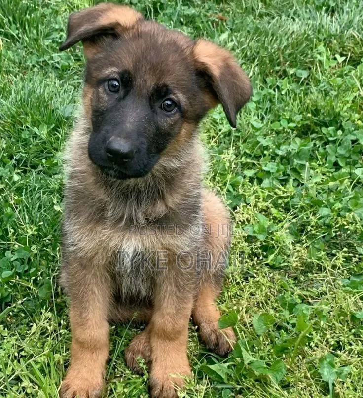 1-3 months Male Purebred German Shepherd