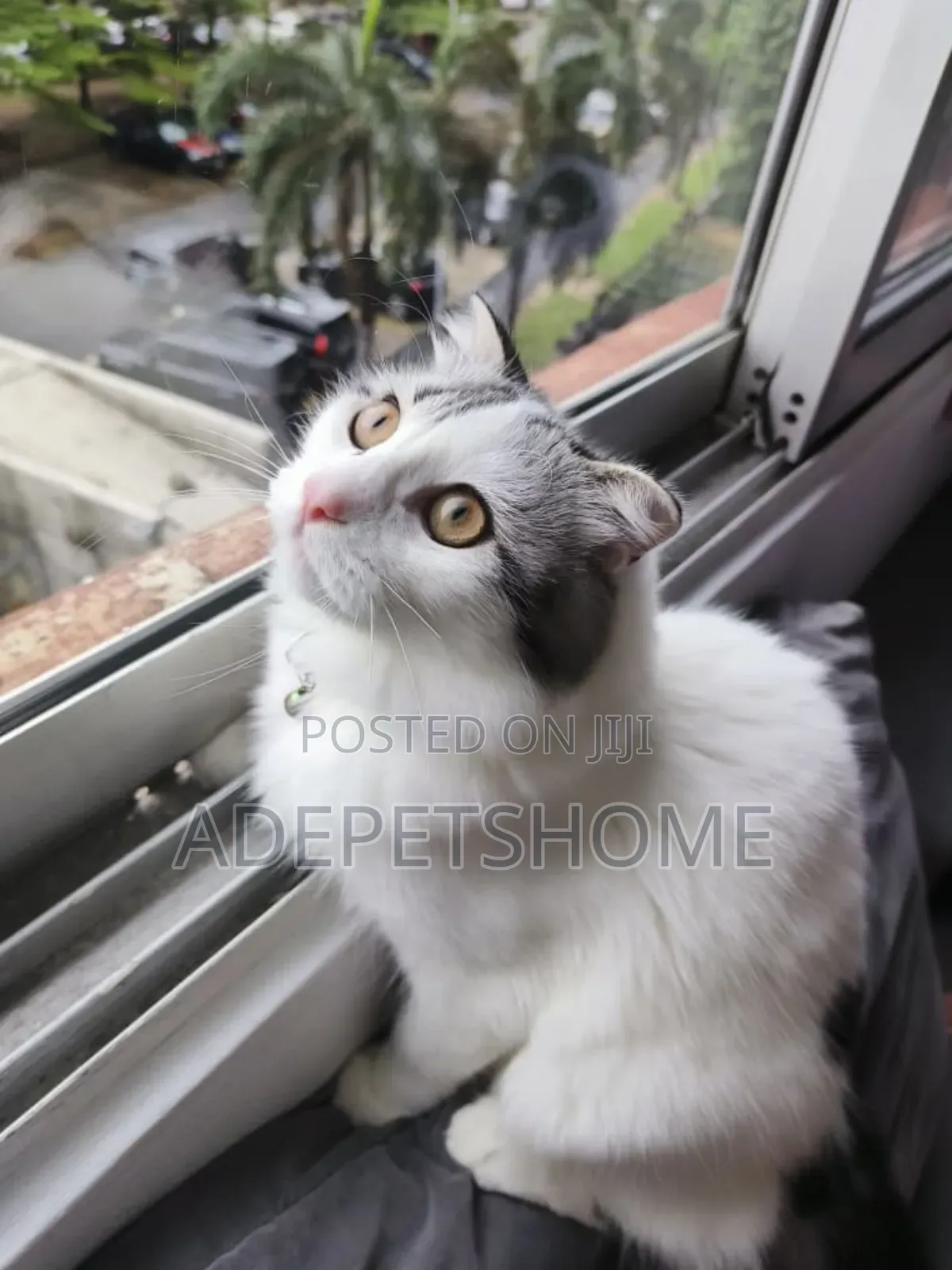 6-12 months Male Purebred Persian